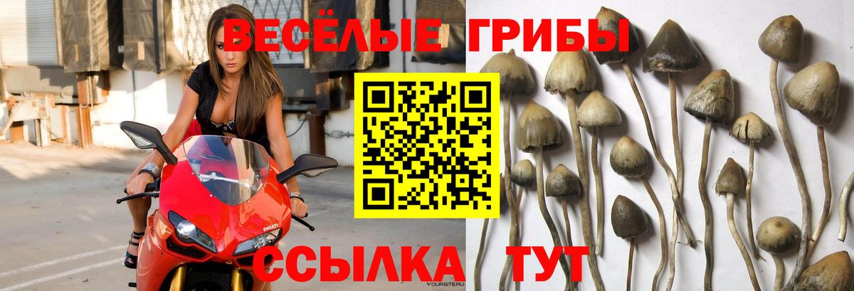 Псилоцибиновые грибы MAGIC MUSHROOMS  Вход с VPN  Галлюциногенные грибы прущие грибы  где купить наркоту  Новочеркасск 